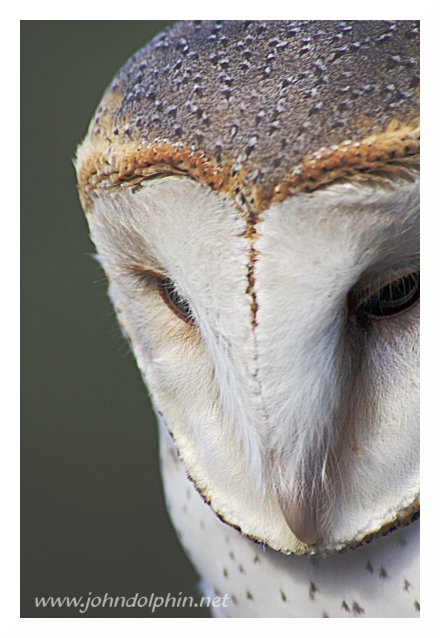 Barn Owl