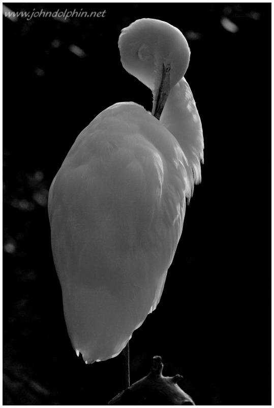 Great white egret preening