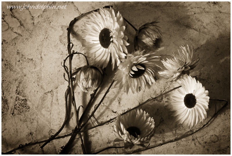 sepia dried flowers