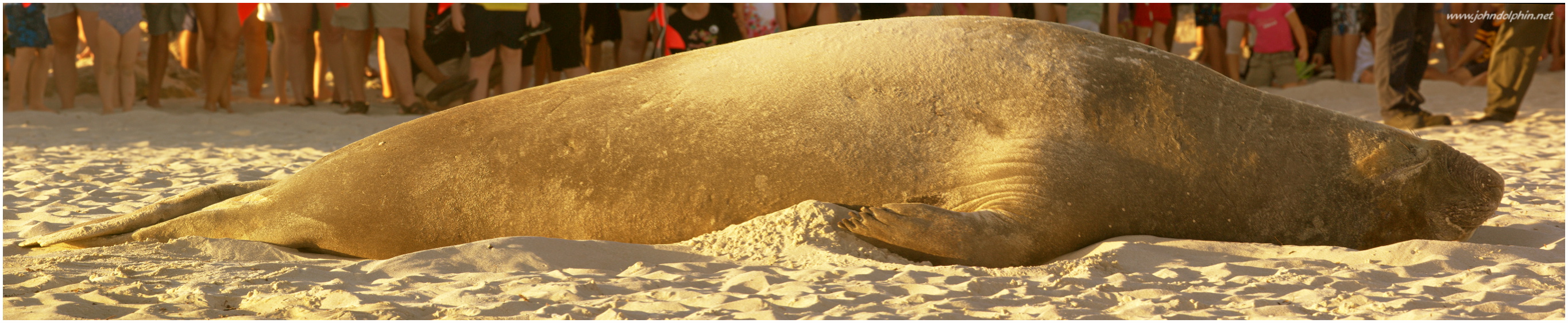 Elephant Seal on Perth beach