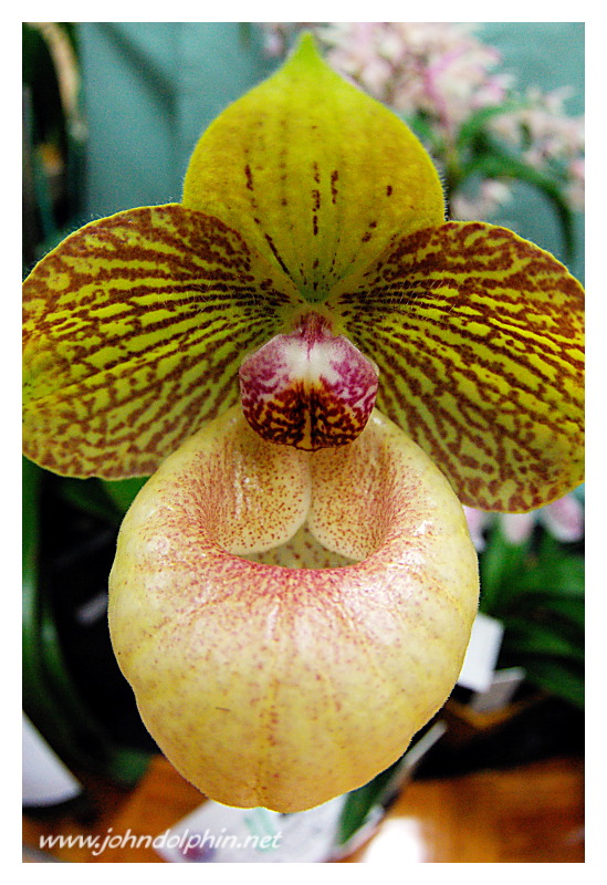 tropical orchid 5