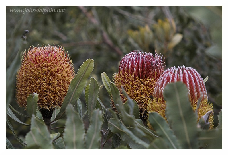 Banksia  menziesii
