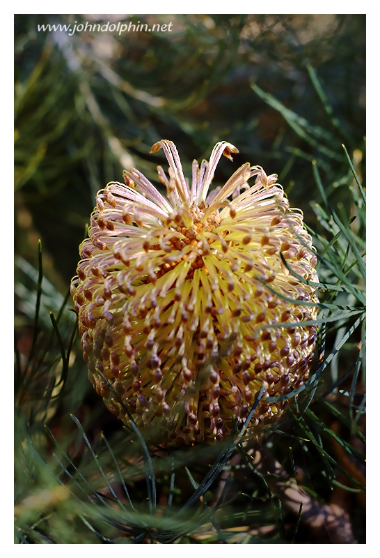 Banksia 4