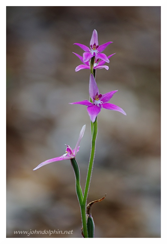 pink fairy orchid 2