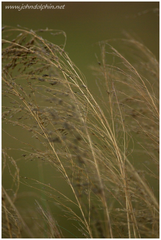 Dry Grass