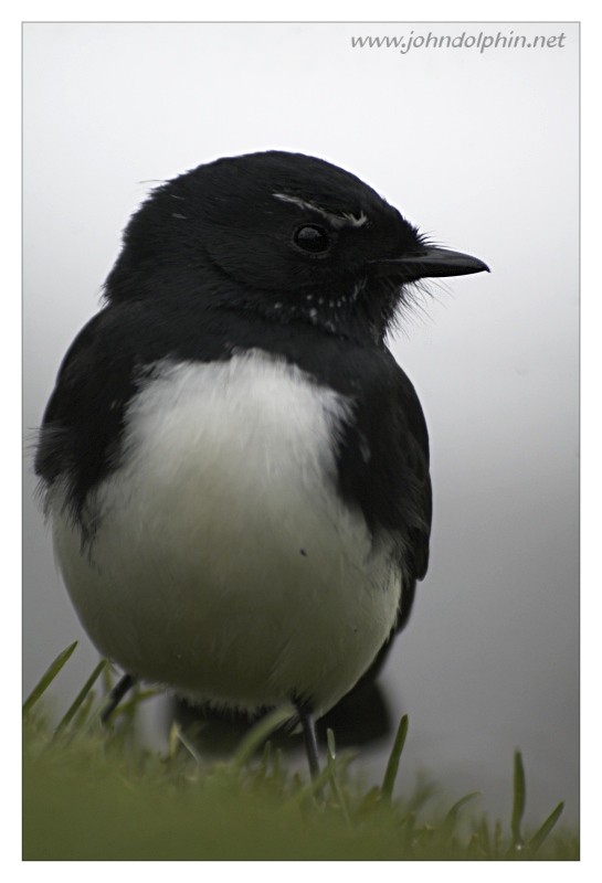 willy wagtail