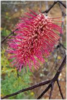 West Australian wildflower 2