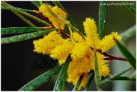 West Australian wildflower