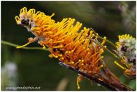 West Australian wildflower 3