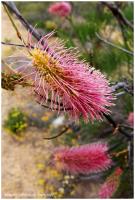 West Australian wildflower