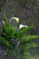 Arrum lily