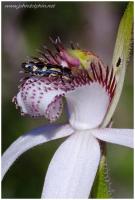Spider orchid 5