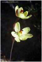 sun orchid