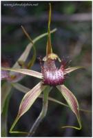 spider orchid 4