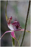 spider orchid 2