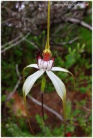 spider orchid 2