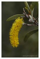 mulga flower