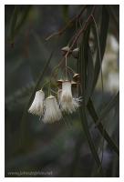 Eucalypt flower