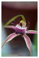 native orchid 2