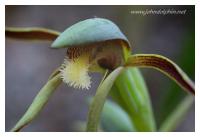 rattle beak orchid