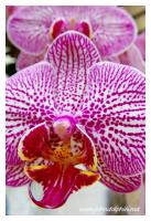 tropical orchid 2