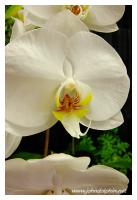 tropical orchid 5