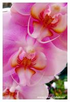 tropical orchid 4