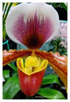 tropical orchid 4