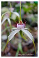 native orchid 3