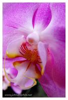 tropical orchid