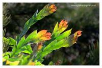 flat leaf wattle