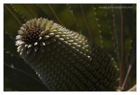Banksia 5