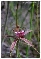 western australian orchid 3