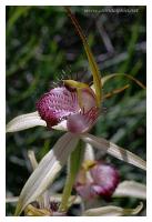western australian orchid 4