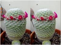 3d cactus 2