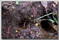 inch ant nest
