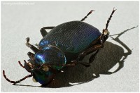 macro beetle