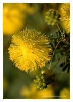 macro acacia flower