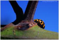 ladybird 2