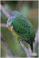 Rose-crowned Fruit-dove
