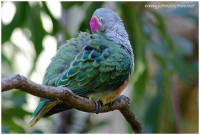 Rose-crowned Fruit-dove
