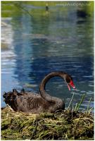 Black swan 4