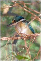 sacred kingfisher 3