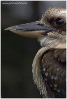 kookaburra 2