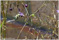 blue banded bee 2
