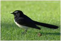 willy wagtail 2
