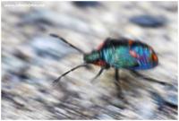 colourful weevil