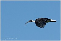 straw necked ibis