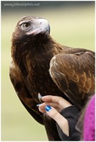 Wedge tail eagle 3