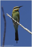 Rainbow Bee-eater 3